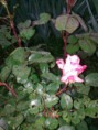 /album/fotogalereya/foto-iz-pamyati-3-673-jpg/